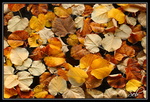 Flotteur de feuilles