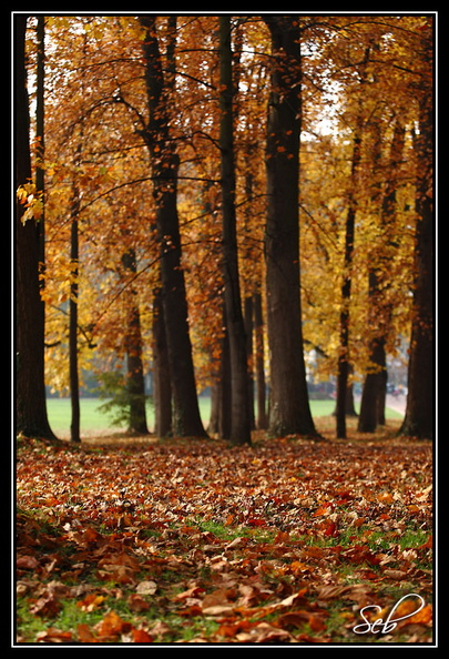 Tapis en sous-bois