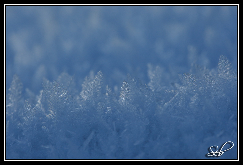 Forêt franc-comtoise ;o)