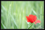 Un écrin de verdure (Coquelicot)