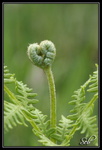 Coeur de prairie