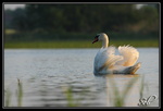 Pas content (Cygne tuberculé)