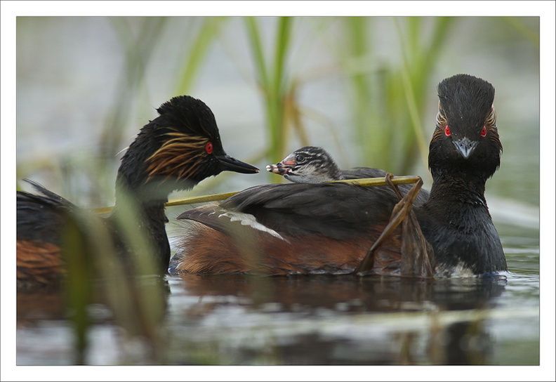 Grebe à cou noir