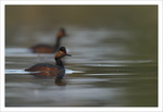 Grebe à cou noir