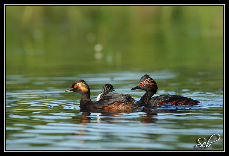 En famille (Grèbe à cou noir)