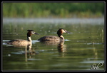 En couple (Grèbes Huppé)