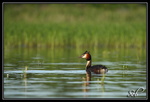 Attente (Grèbes Huppé)