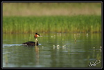 Allé je file (Grèbes Huppé)