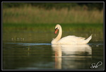 Regard en coin (Cygne tuberculé)