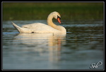 Je te vois (Cygne tuberculé)