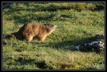 L'heure du repas (marmotte)