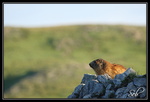 Levé du jour (marmotte)