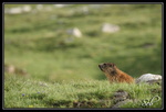 Mais il est où ... (marmotte)
