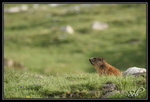 Mais il est où ... (marmotte)