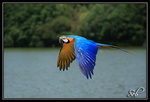 Détail du plumage (Ara bleu)