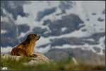 Marmotte