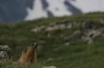 Marmotte