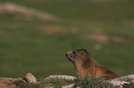 Marmotte