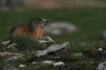 Marmotte