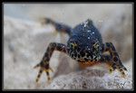Séries Amphibiens et Invertébrés