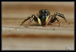 Séries Insectes et Arachnides
