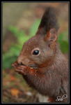 Ecureuil roux : Timide ;o))