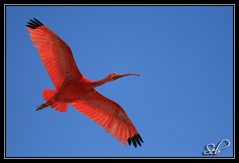 Ibis rouges