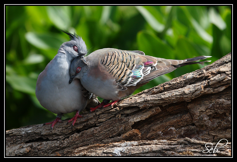 Tendresse