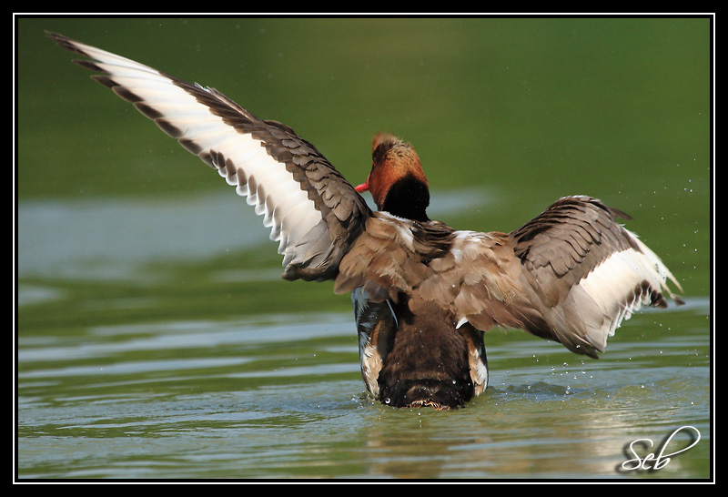 Un canard qui danse