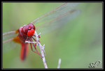 Séries Insectes et Arachnides