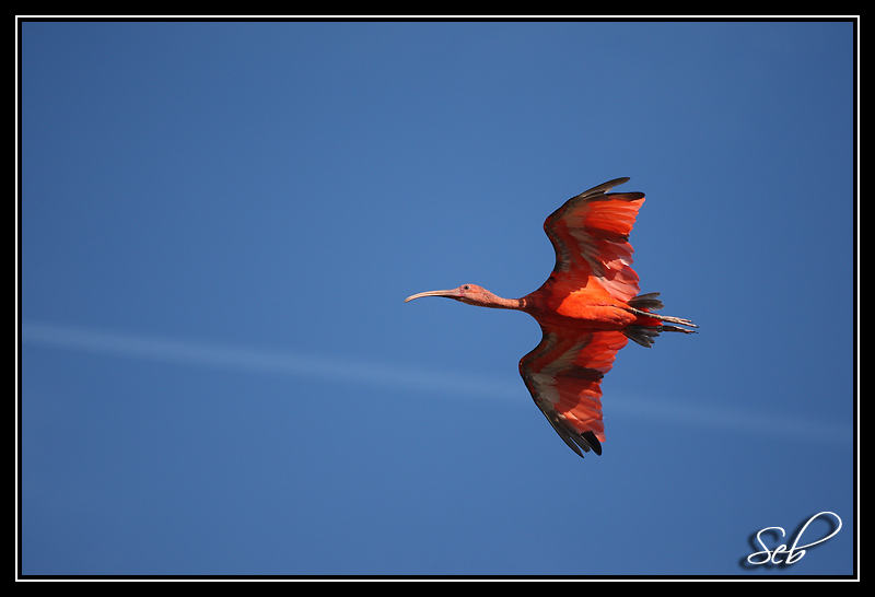 Ibis Rouge : Trajectoire