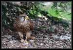 20100307163917-7ae8aba0.jpg