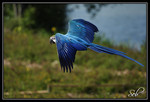 Dégradé de bleu (Ara bleu)