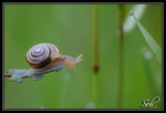 Séries Amphibiens et Invertébrés