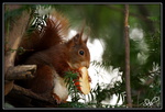 Ecureuil roux : Et surtout mangé des pommes