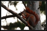 Ecureuil roux : J'aime les cacahuètes