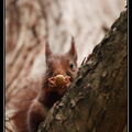 Ecureuil roux : Manger