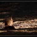 Ecureuil roux : Au sol