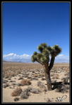 Joshua Tree