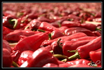 Quelques piments frais
