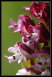 Orchidée Sauvage