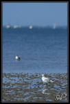 Mouettes rieuses - A la plage