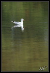 Mouette rieuse - Le Calme