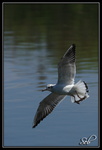 Mouette rieuse - En approche