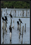 Grands cormorans