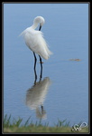 Aigrette garzette