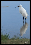 Aigrette garzette