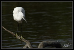 Aigrette garzette