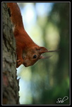 Ecureuil roux : La tête en bas
