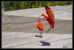 Ibis rouges